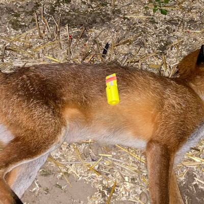 Versatile Roe Call Calls in Foxes